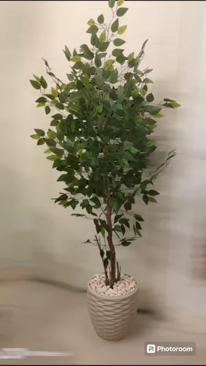 Benjamina tree   pot-CF-141